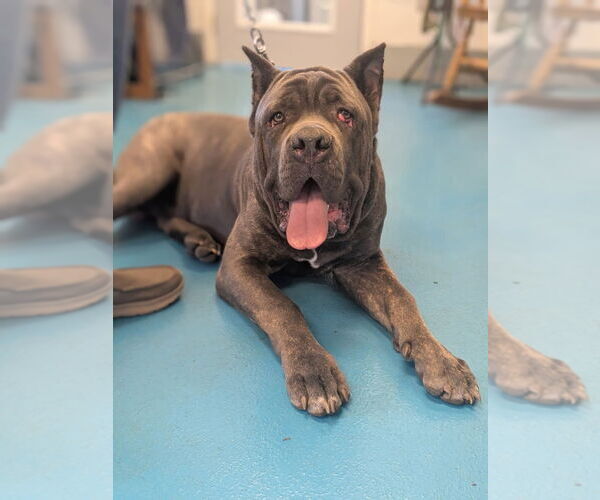 Medium Photo #2 Mutt Puppy For Sale in Muskegon, MI, USA