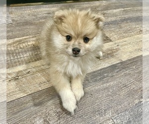 Pomeranian Puppy for sale in CICERO, IL, USA