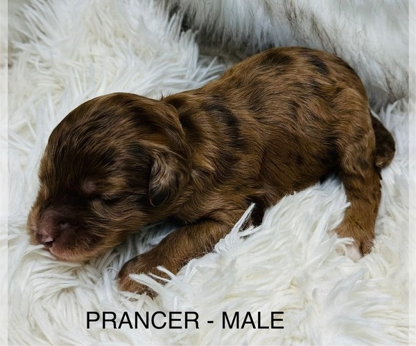 Medium Photo #7 Sheepadoodle Puppy For Sale in BUFFALO, MN, USA