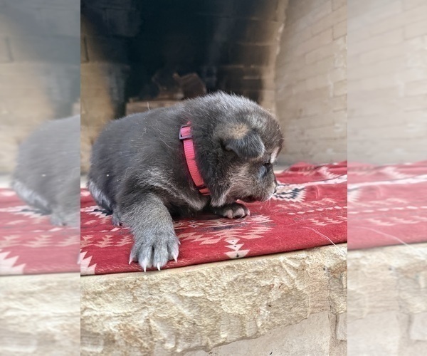 Medium Photo #4 German Shepherd Dog-Wolf Hybrid Mix Puppy For Sale in HAMILTON, TX, USA