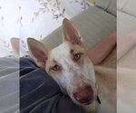 Small #2 Siberian Husky Mix