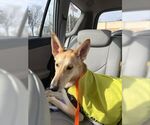 Small #26 Collie-German Shepherd Dog Mix