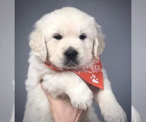 Golden Retriever Puppy for sale in SANTA ANA, CA, USA