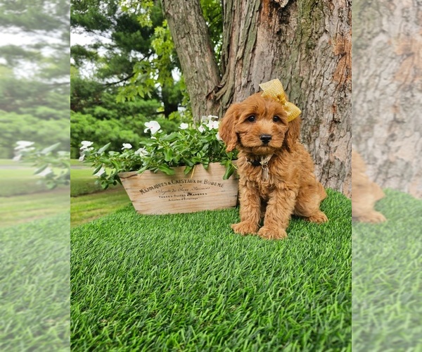 Medium Photo #3 Goldendoodle Puppy For Sale in INDIANAPOLIS, IN, USA