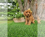 Small #2 Goldendoodle