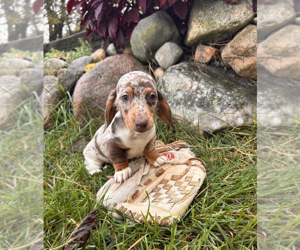 Medium Photo #4 Dachshund Puppy For Sale in MIDDLEBURY, IN, USA