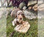 Small #3 Dachshund