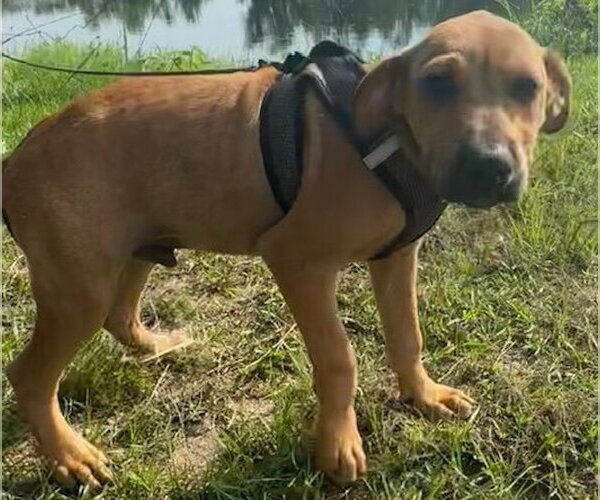 Medium Photo #4 Labrador Retriever-Unknown Mix Puppy For Sale in Tarrytown, GA, USA