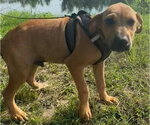 Small #3 Labrador Retriever Mix