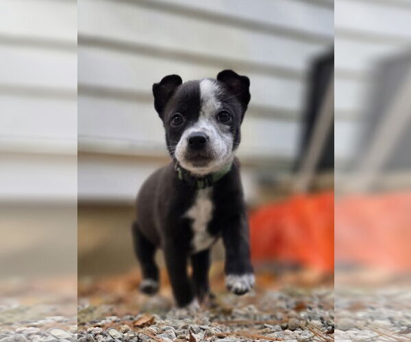Medium Photo #4 American Pit Bull Terrier-Unknown Mix Puppy For Sale in Garden City, NY, USA