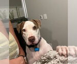 Small #10 American Pit Bull Terrier Mix