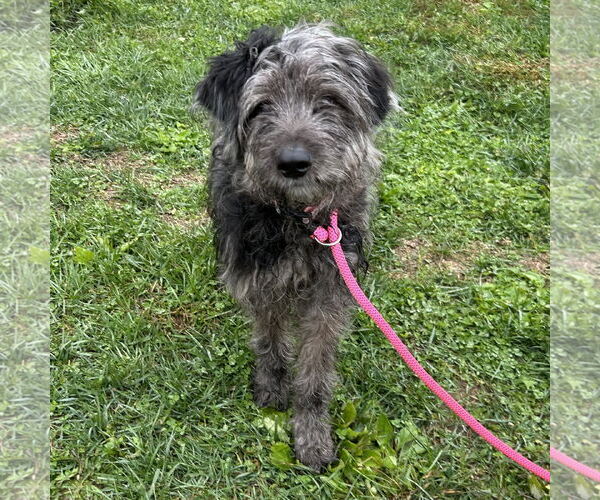 Medium Photo #1 Labrador Retriever-Unknown Mix Puppy For Sale in Batavia, OH, USA