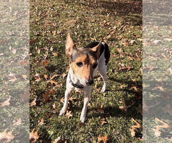 Medium Photo #3 Italian Greyhound Puppy For Sale in St. Louis Park, MN, USA