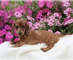 Small Photo #1 Dachshund Puppy For Sale in FREDERICKSBURG, OH, USA