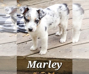 Texas Heeler Puppy for sale in UTICA, NY, USA