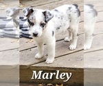 Image preview for Ad Listing. Nickname: Marley
