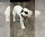 Small #3 Poodle (Toy)