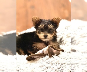 Yorkshire Terrier Puppy for sale in HIGHLANDS, NC, USA