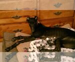 Small Photo #4 Greyhound Puppy For Sale in Cherry Hill, NJ, USA
