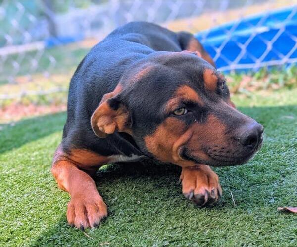 Medium Photo #1 Rottweiler-Unknown Mix Puppy For Sale in Texas City, TX, USA