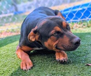 Rottweiler-Unknown Mix Dogs for adoption in Texas City, TX, USA