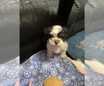 Small Photo #7 Havanese Puppy For Sale in SATSUMA, FL, USA