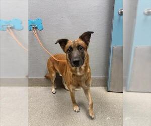 Mutt Dogs for adoption in Las Vegas, NV, USA