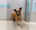 *JAMESON - Male Mutt Dog for Adoption - Small photo