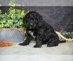 Small Photo #12 Poodle (Miniature) Puppy For Sale in WOLCOTTVILLE, IN, USA