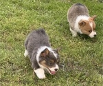 Small #4 American Corgi