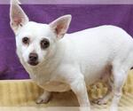 Small Chihuahua Mix