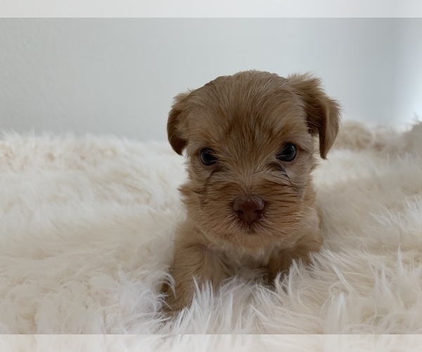 Medium Photo #8 Yorkshire Terrier Puppy For Sale in LA SIERRA, CA, USA