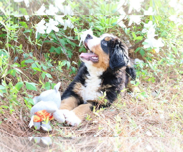 Medium Photo #3 Bernese Mountain Dog Puppy For Sale in MIDDLESEX, NC, USA
