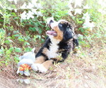 Small #2 Bernese Mountain Dog