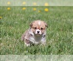 Small Photo #2 Pembroke Welsh Corgi Puppy For Sale in FORT MADISON, IA, USA