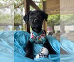 Small #1 Labrador Retriever Mix