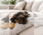 Small #2 Yorkshire Terrier