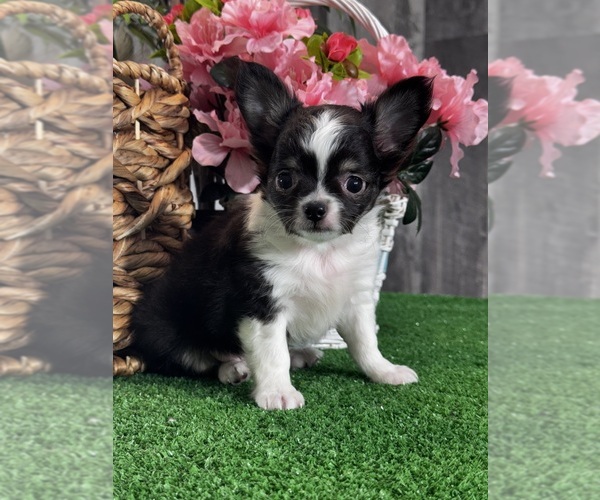 Medium Photo #1 Chihuahua Puppy For Sale in CANOGA, NY, USA