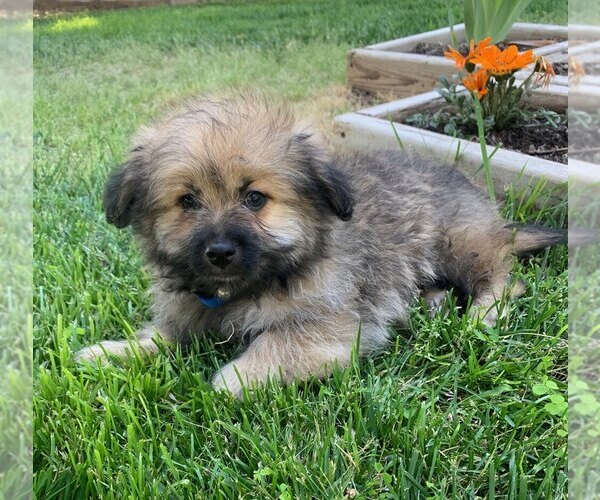Medium Photo #2 Pom-A-Poo Puppy For Sale in LOS ANGELES, CA, USA