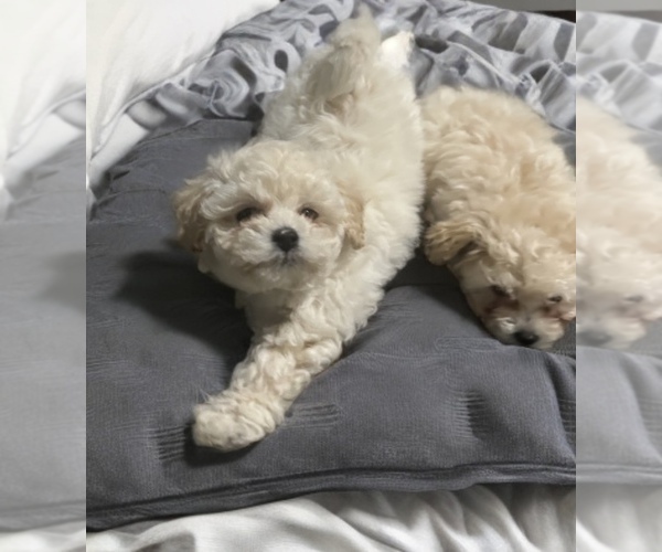 Medium Photo #6 Poodle (Toy) Puppy For Sale in CHARLOTTE, NC, USA