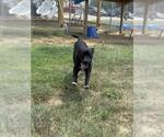 Small #1 Mutt