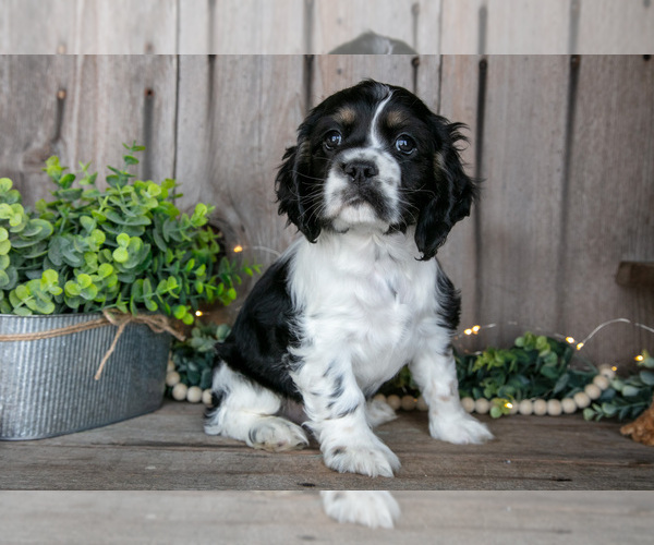 Medium Photo #2 Cocker Spaniel Puppy For Sale in BALTIC, OH, USA
