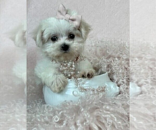 Medium Photo #3 Maltese Puppy For Sale in NAPLES, FL, USA