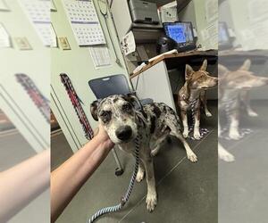 Mutt Dogs for adoption in Santa Cruz, CA, USA