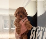 Puppy Red Velvet Poodle (Toy)