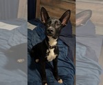 Small #2 Mutt
