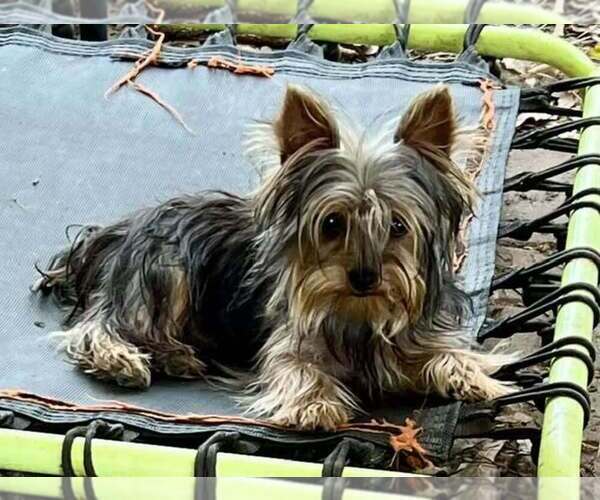 Medium Photo #1 Yorkshire Terrier Puppy For Sale in KEITHVILLE, LA, USA