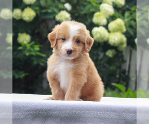 Bernedoodle-Poodle (Miniature) Mix Puppy for sale in NARVON, PA, USA