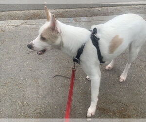 Jasper - Male Mutt Dog for Adoption - Photo #4