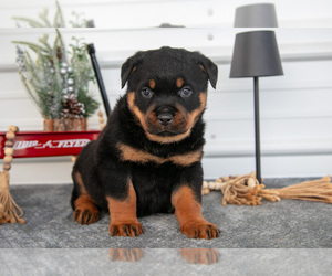 Medium Rottweiler